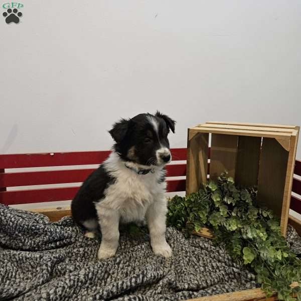Azden, Australian Shepherd Mix Puppy