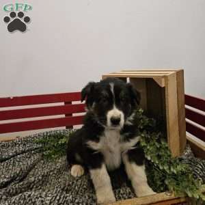 Dusty, Australian Shepherd Mix Puppy