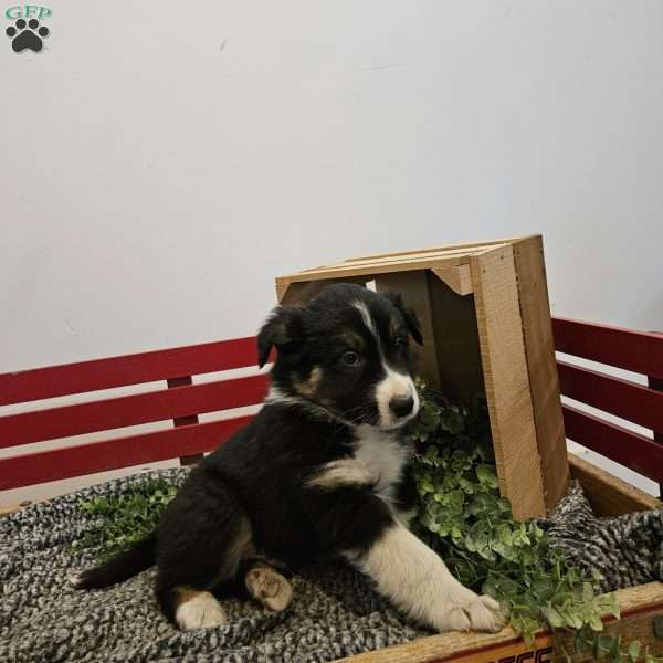 Dusty, Australian Shepherd Mix Puppy