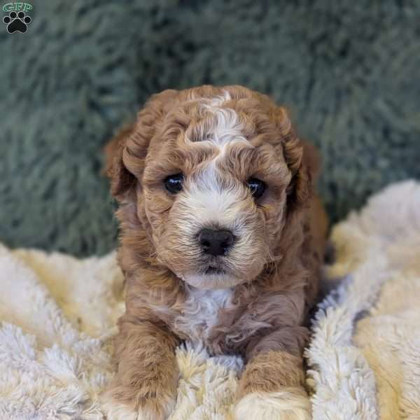 Toby, Bich-Poo Puppy