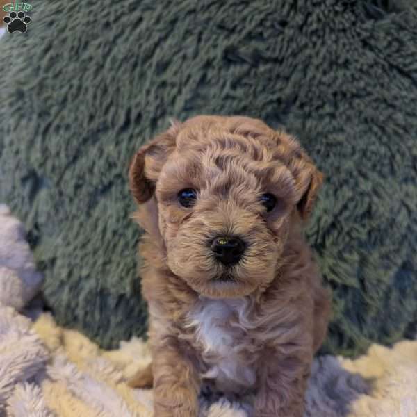 Brady, Bich-Poo Puppy