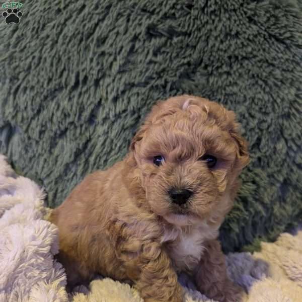 Oliver, Bich-Poo Puppy