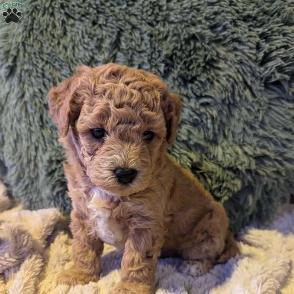 Allen, Bich-Poo Puppy