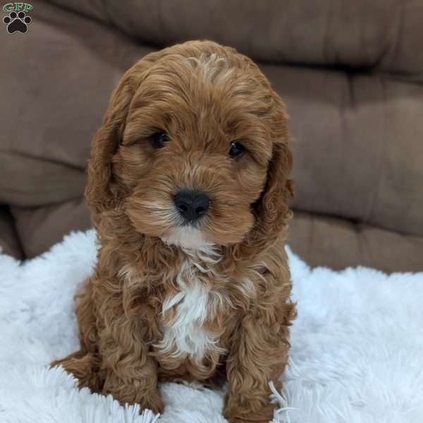 Champ, Cavapoo Puppy