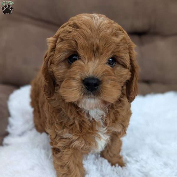 Vivie, Cavapoo Puppy
