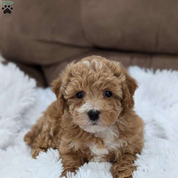 Lindsey, Bich-Poo Puppy