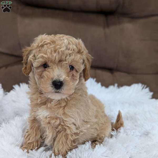 Max, Bich-Poo Puppy