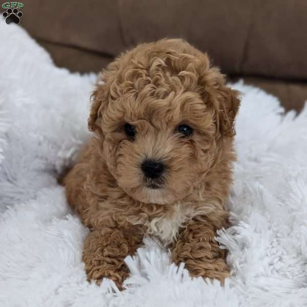 Oliver, Bich-Poo Puppy