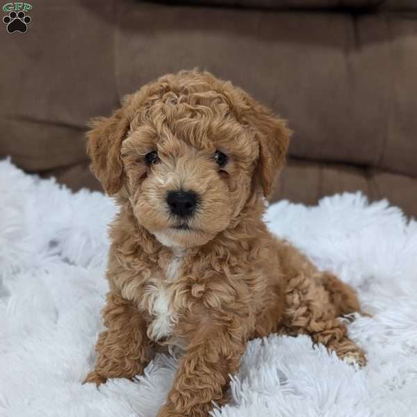 Allen, Bich-Poo Puppy