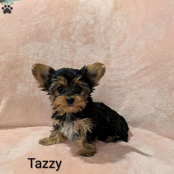 Tazzy, Yorkie Puppy