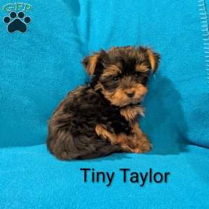 Tiny Taylor, Yorkie Puppy