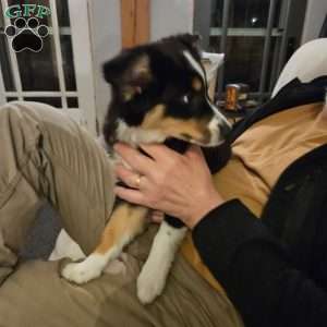 Diamond, Miniature Australian Shepherd Puppy