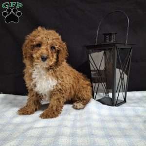 Orbit, Miniature Poodle Puppy