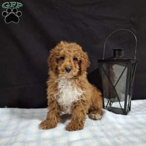 Orbit, Miniature Poodle Puppy