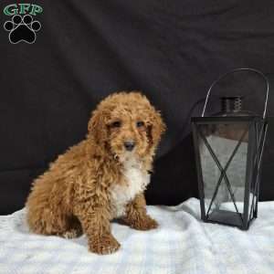 Orbit, Miniature Poodle Puppy