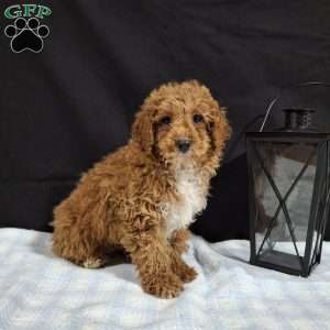 Orbit, Miniature Poodle Puppy