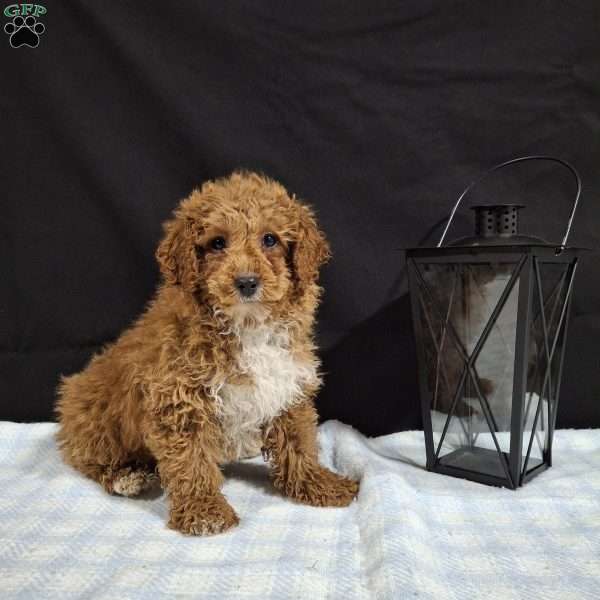 Orbit, Miniature Poodle Puppy