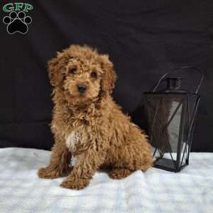 Oscar, Miniature Poodle Puppy