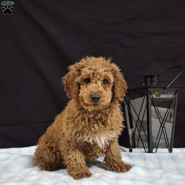 Oscar, Miniature Poodle Puppy