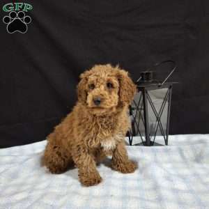 Oscar, Miniature Poodle Puppy