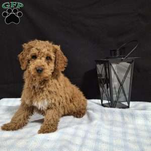 Oscar, Miniature Poodle Puppy