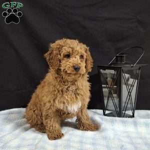 Oscar, Miniature Poodle Puppy
