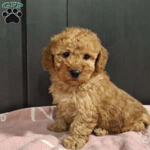 Jade, Miniature Poodle Puppy