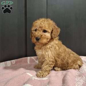 Jade, Miniature Poodle Puppy