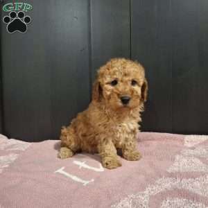 Jade, Miniature Poodle Puppy