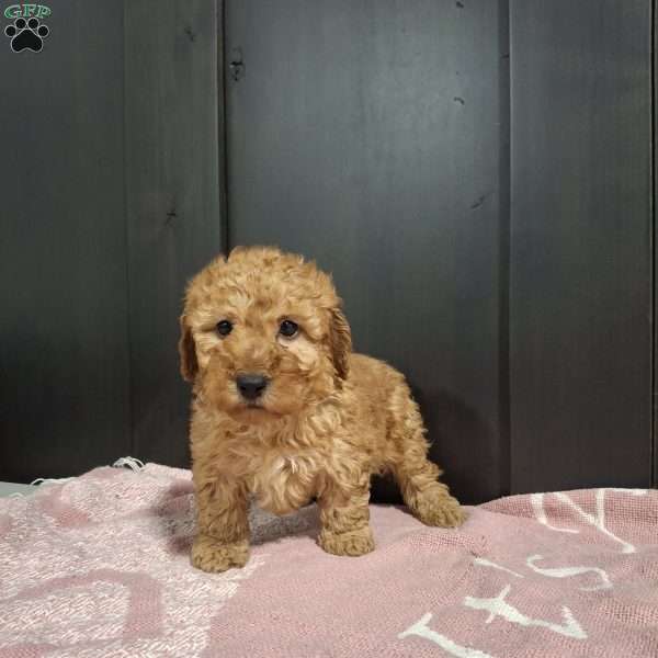 Jade, Miniature Poodle Puppy