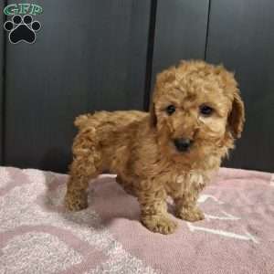 Jade, Miniature Poodle Puppy