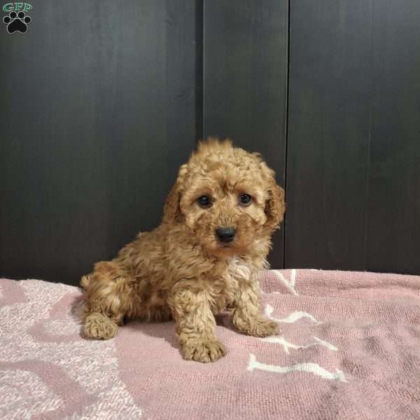 Jackson, Miniature Poodle Puppy