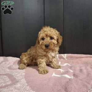Jackson, Miniature Poodle Puppy