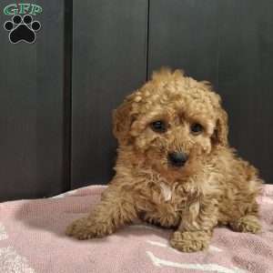 Jackson, Miniature Poodle Puppy