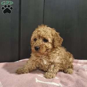 Jackson, Miniature Poodle Puppy