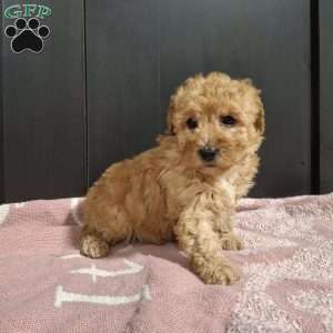 Lilac, Miniature Poodle Puppy