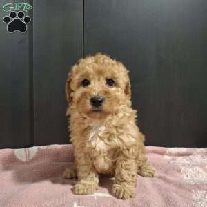 Lilac, Miniature Poodle Puppy