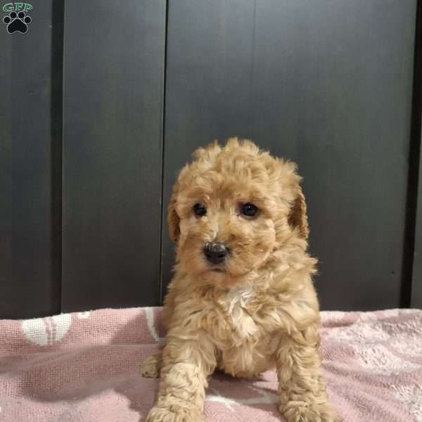 Lilac, Miniature Poodle Puppy