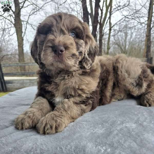 Waylon, Newfypoo Puppy