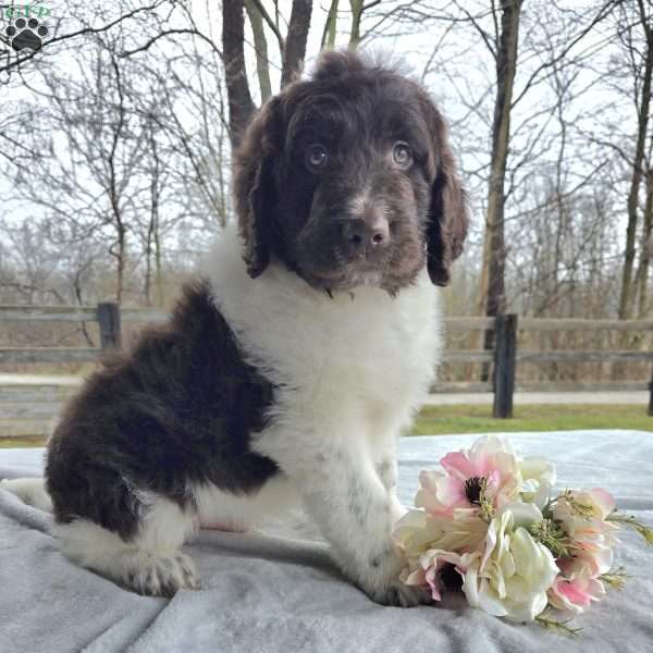 Cash, Newfypoo Puppy