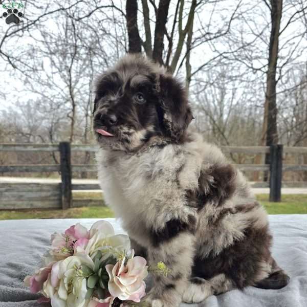 Willie, Newfypoo Puppy