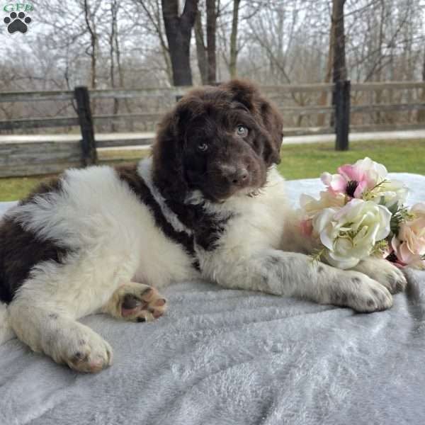 Reba, Newfypoo Puppy