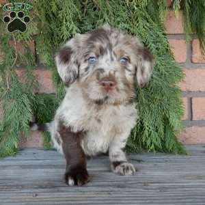 Chase, Labradoodle Puppy