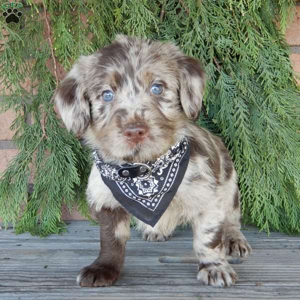 Chase, Labradoodle Puppy