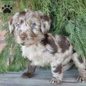 Chase, Labradoodle Puppy