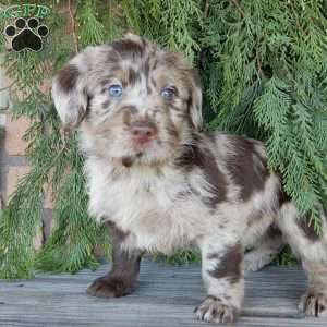 Chase, Labradoodle Puppy