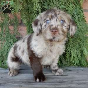 Chase, Labradoodle Puppy