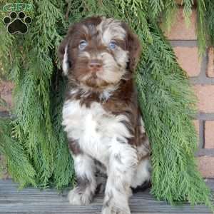 Everest, Labradoodle Puppy
