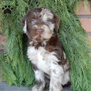 Everest, Labradoodle Puppy