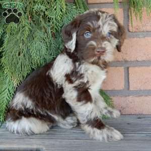 Everest, Labradoodle Puppy